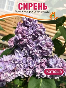 Сирень Катюша (обыкновенная) Сирень Катюша (обыкновенная)