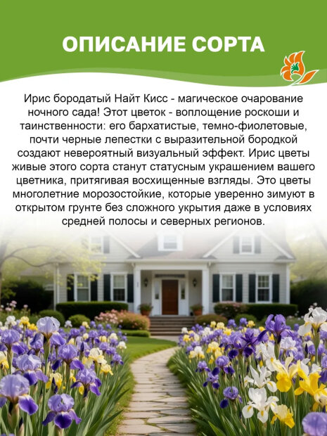 Ирис Найт Кисс (бородатый) 