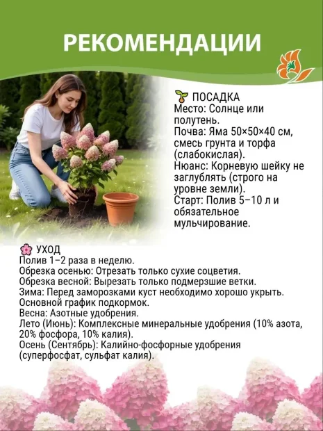 Гортензия Полярный Медведь (Polar Bear) (метельчатая) саженцы 