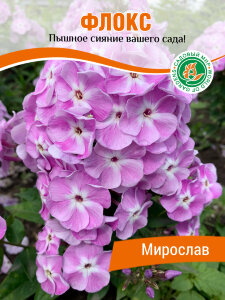 Флокс Мирослав Флокс Мирослав