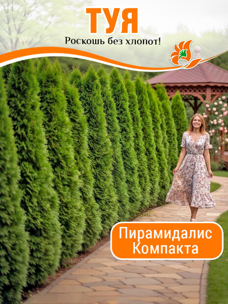 Туя Пирамидалис Компакта (западная)