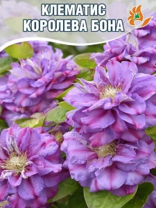 Клематис Королева Бона (крупноцветковый) Клематис Королева Бона (крупноцветковый)