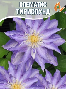 Клематис Тирислунд (крупноцветковый) Клематис Тирислунд (крупноцветковый)