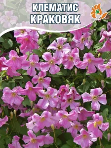 Клематис Краковяк (крупноцветковый) Клематис Краковяк (крупноцветковый)