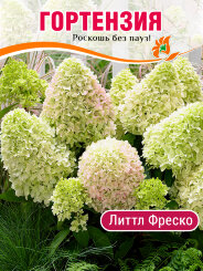 Гортензия Литтл Фреско