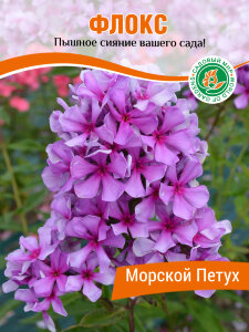 Флокс Морской петух Флокс Морской петух