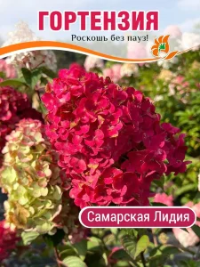 Гортензия Самарская Лидия (метельчатая) Гортензия Самарская Лидия (метельчатая)