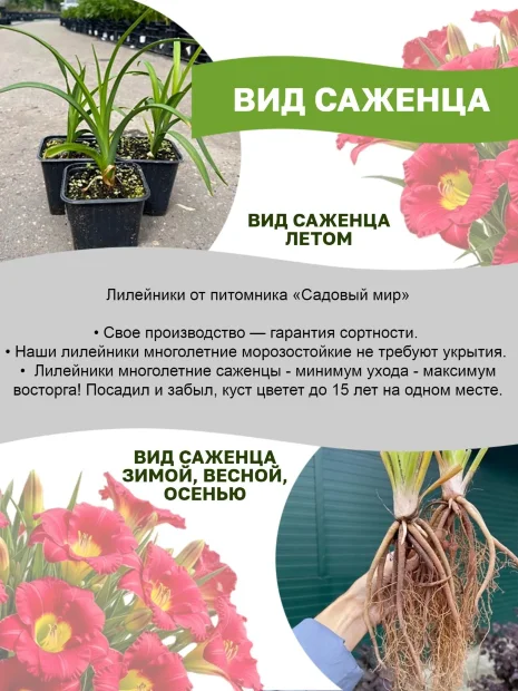 Лилейник Франс Халс 