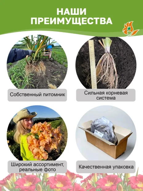 Лилейник Франс Халс 