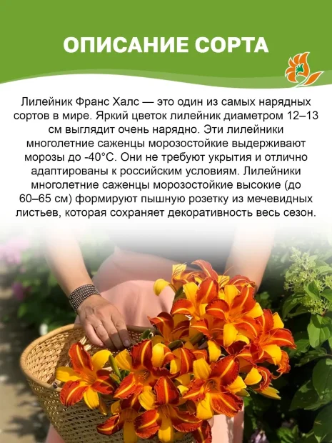 Лилейник Франс Халс 