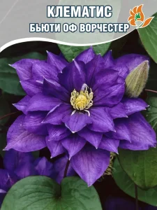 Клематис Бьюти оф Ворчестер (крупноцветковый) Клематис Бьюти оф Ворчестер (крупноцветковый)