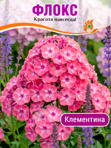Флокс Клементина Флокс Клементина