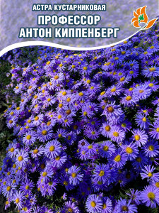 Астра Профессор Антон Киппенберг Астра Профессор Антон Киппенберг