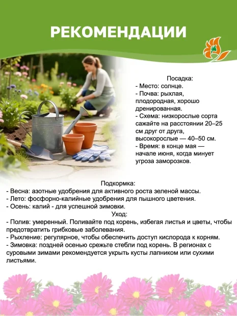 Астра Профессор Антон Киппенберг