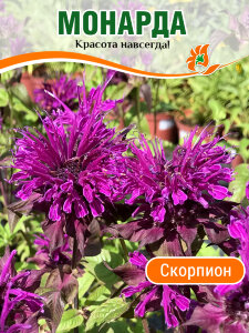 Монарда Скорпион Монарда Скорпион