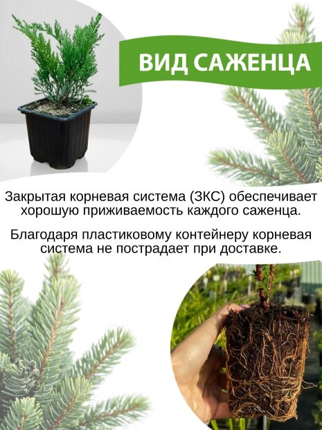 Можжевельник Скайрокет (скальный)