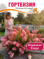 Гортензия Мэджикал Кэндл