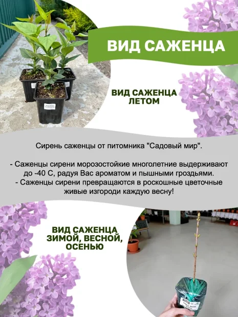 Сирень Сенсация (обыкновенная) саженцы 