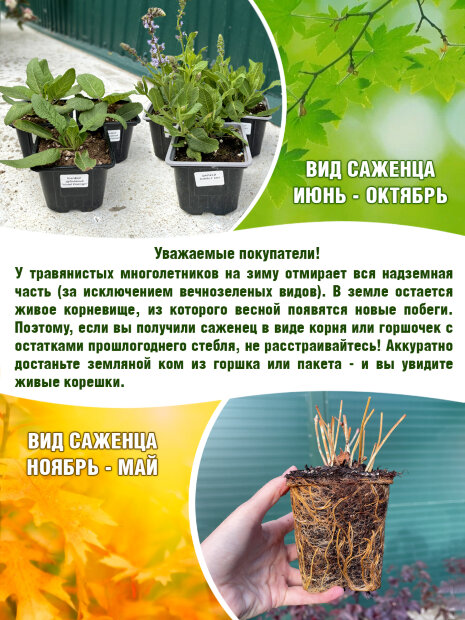 Седум Глаукум (отогнутый)