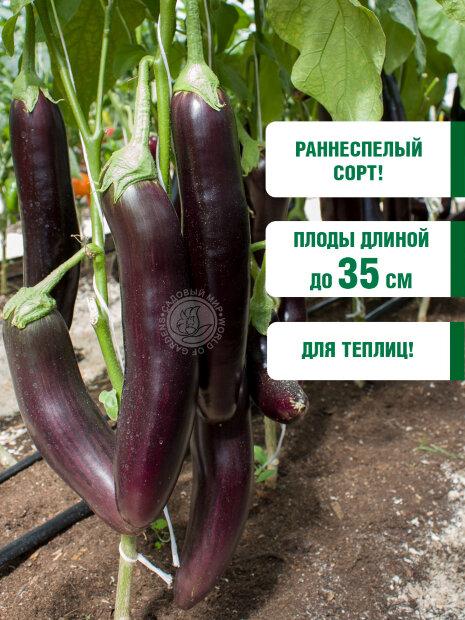 Баклажан Баклажановое дерево семена 