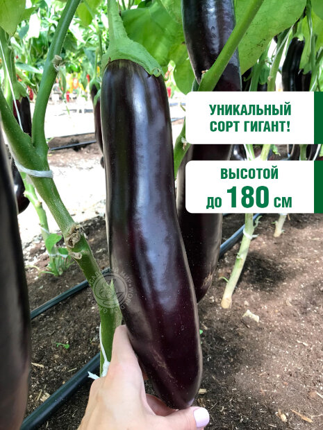 Баклажан Баклажановое дерево семена 