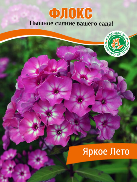 Флокс Яркое Лето