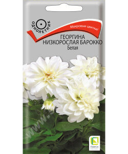Георгина низкорослая Барокко Белая Георгина низкорослая Барокко Белая