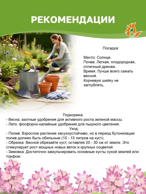 Дейция Кодсэл Пинк (шершавая) саженцы 
