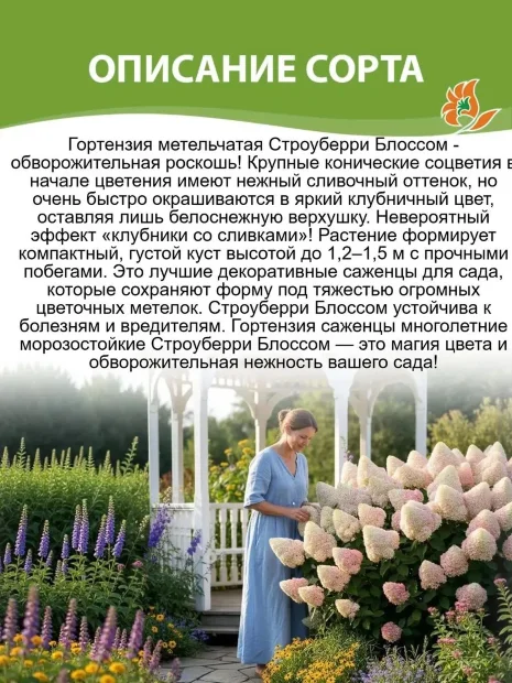 Гортензия Строуберри Блоссом (метельчатая) саженцы 