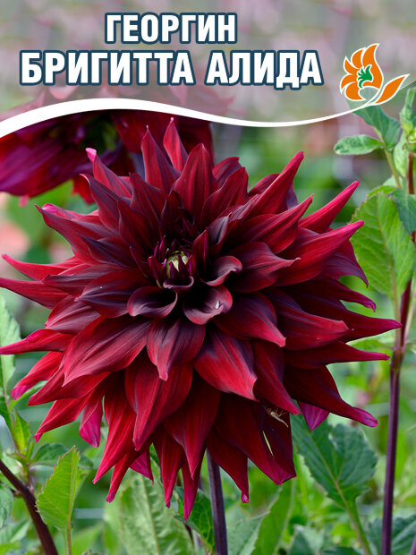 Георгин Бригитта Алида (декоративный)