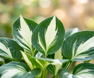Хоста
